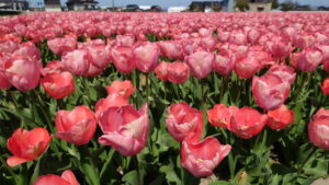 チューリップ畑