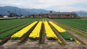 首無しチューリップ