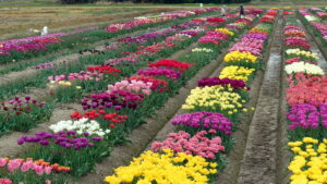 チューリップ試験場