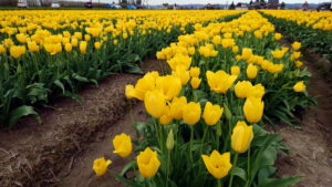 チューリップ畑1