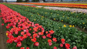 チューリップ畑2