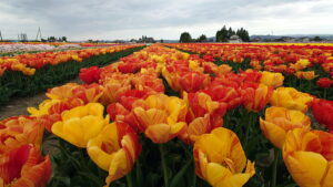 チューリップ畑3