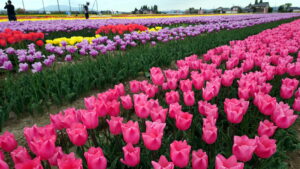 チューリップ畑4